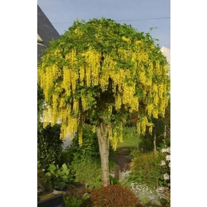 Złotokap szczepiony na pniu kulisty żółty - sadzonki 120 / 140 cm